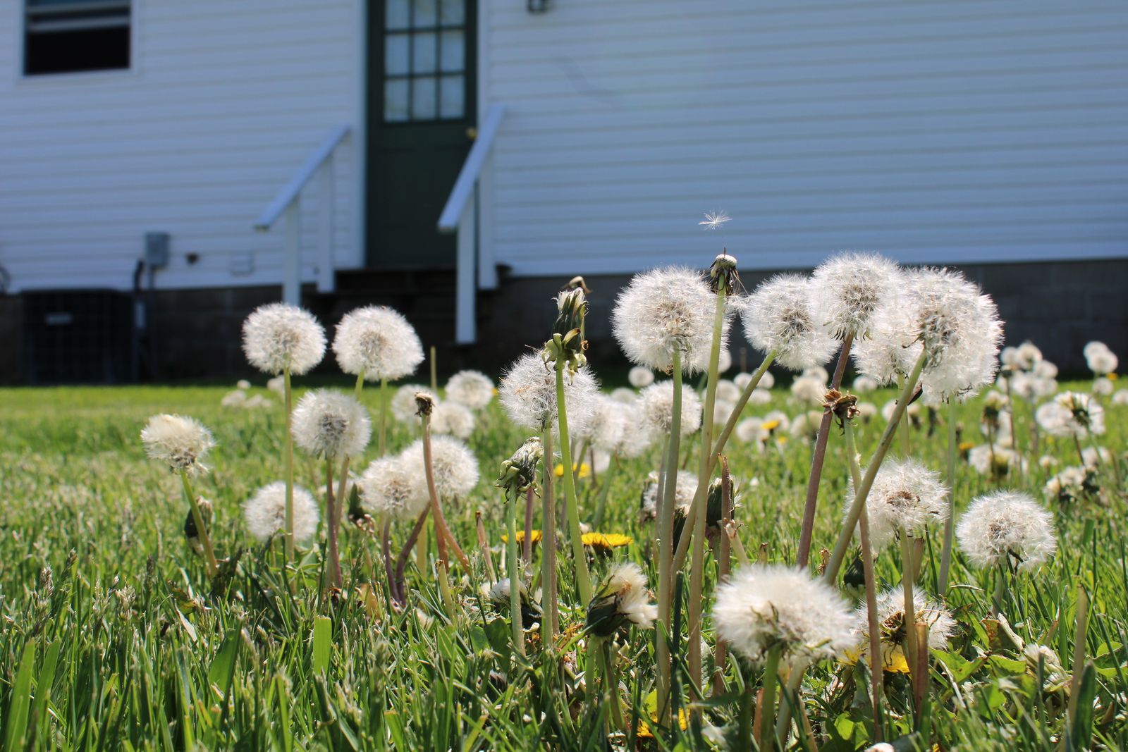 Dandelions visible across a sunny residential lawn